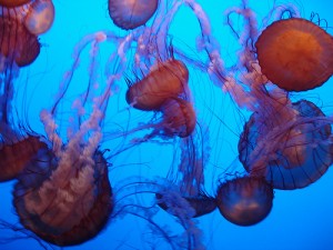 Jellyfish in the ocean